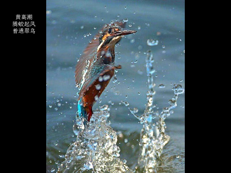 黄高潮 腾蛟起凤 普通翠鸟